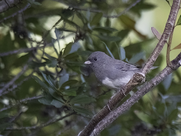 Tummajunkko, Dark-eyed Junco, Junco hyemalis